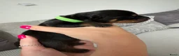 Rottweiler dogs for sale: Beautiful German bloodline Rottweiler puppies - Advert 17