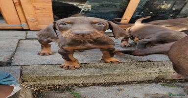 Dobermann dogs - Advert 2