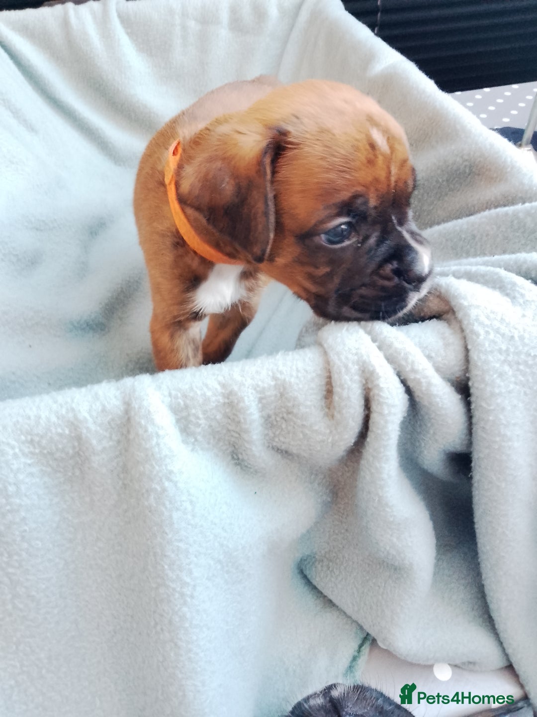 Boxer dogs for sale: Boxer Puppies  - Advert 8
