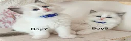 Ragdoll cats for sale: Stunning Champion bloodline TICA Ragdoll kittens - Advert 10