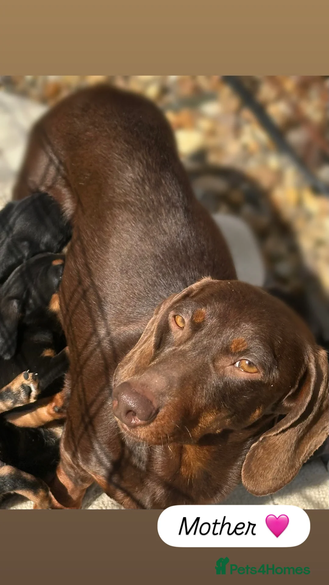 Dachshund dogs for sale: 🩷 Dachshund Puppies 💙 - Advert 17