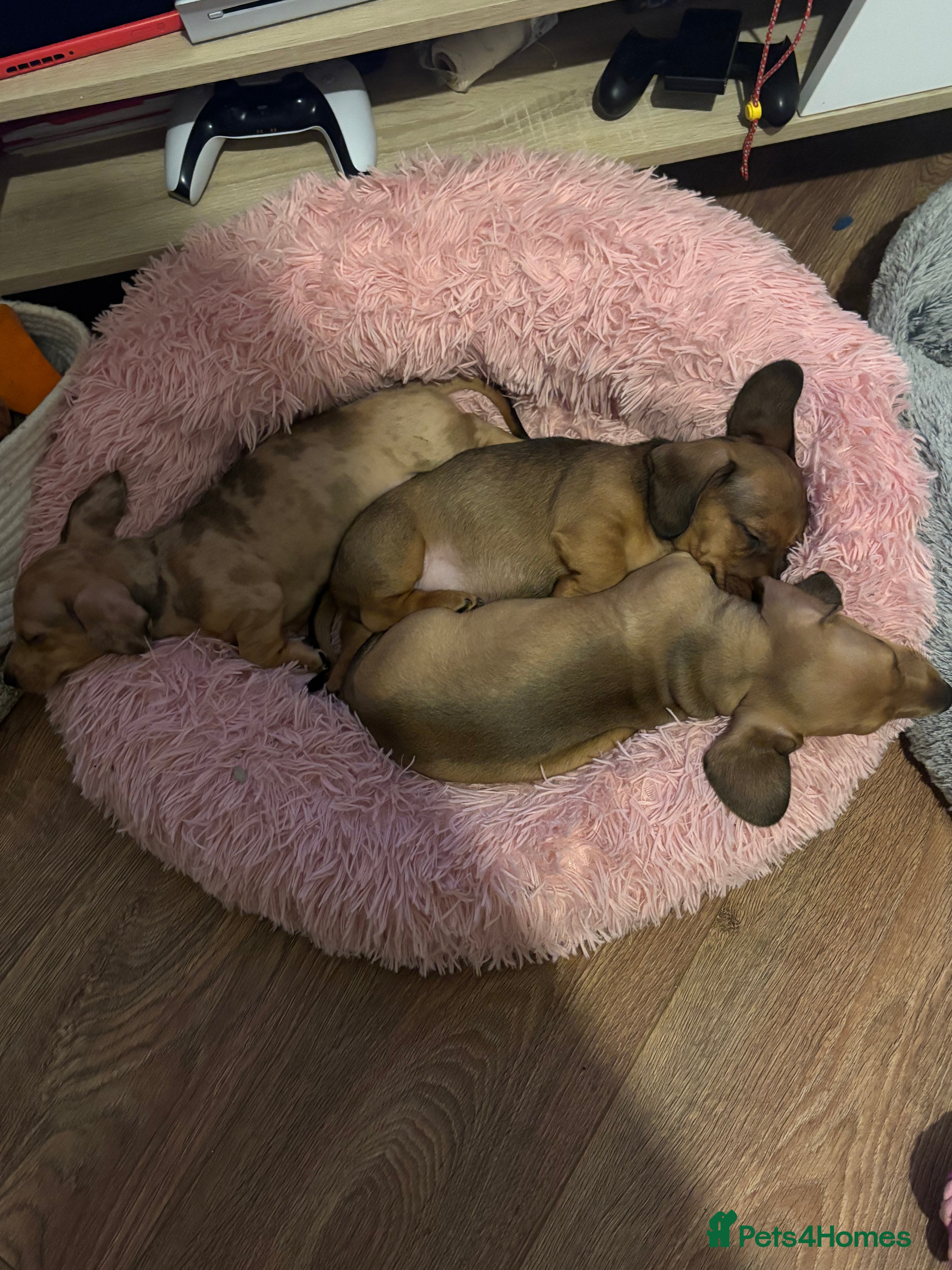 Miniature Dachshund dogs Miniature dachshund puppies!  - Advert 8