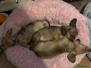 Miniature Dachshund dogs Miniature dachshund puppies! - Advert 8