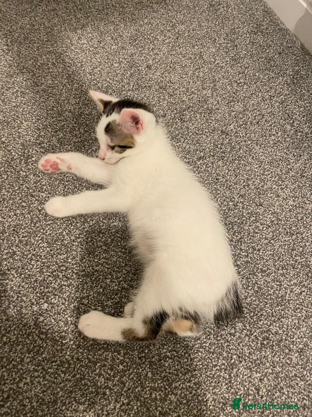Mixed Breed cats for sale: Adorable Half-Manx Kittens 🐾 - Image 13