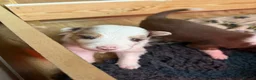 Border Collie dogs for sale: Red & white tri Merle border collie puppies puppy - Advert 20