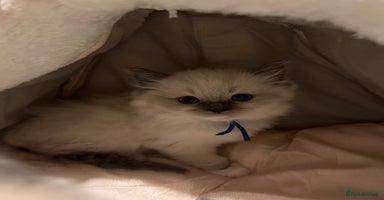 Ragdoll cats - Advert 14