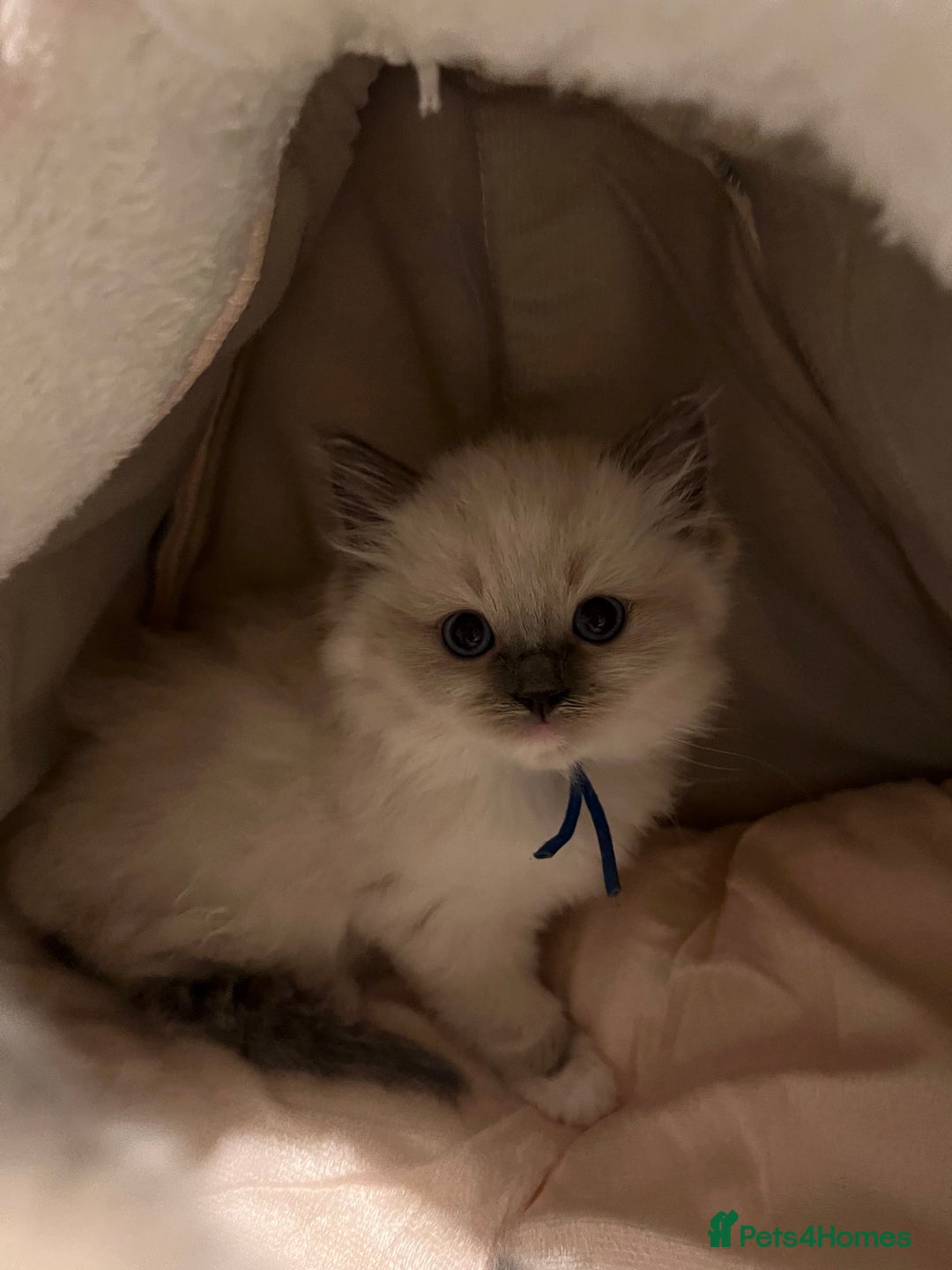 Ragdoll cats for sale: Beautiful Chunky Ragdoll Kittens For Sale - Image 2