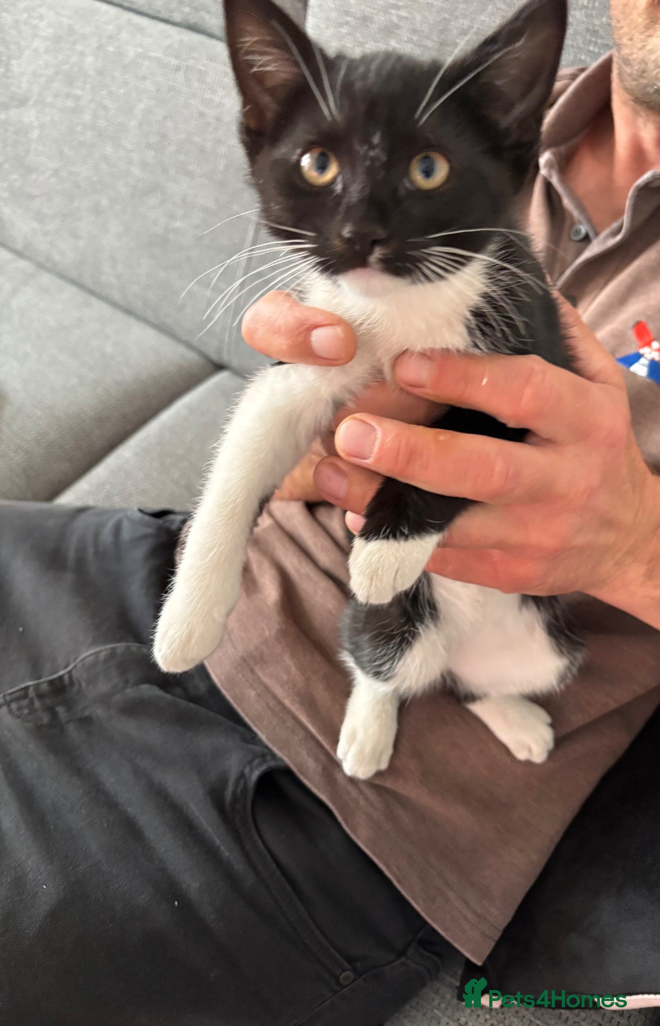 Mixed Breed cats Gorgeous kitten - Advert 2
