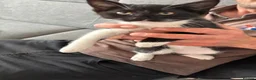 Mixed Breed cats for sale: Gorgeous kitten - Advert 1