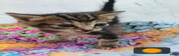 British Longhair cats for sale: 🐾 Beautiful Long-Haired Kittens – £350 Each 🐾 - Advert 4