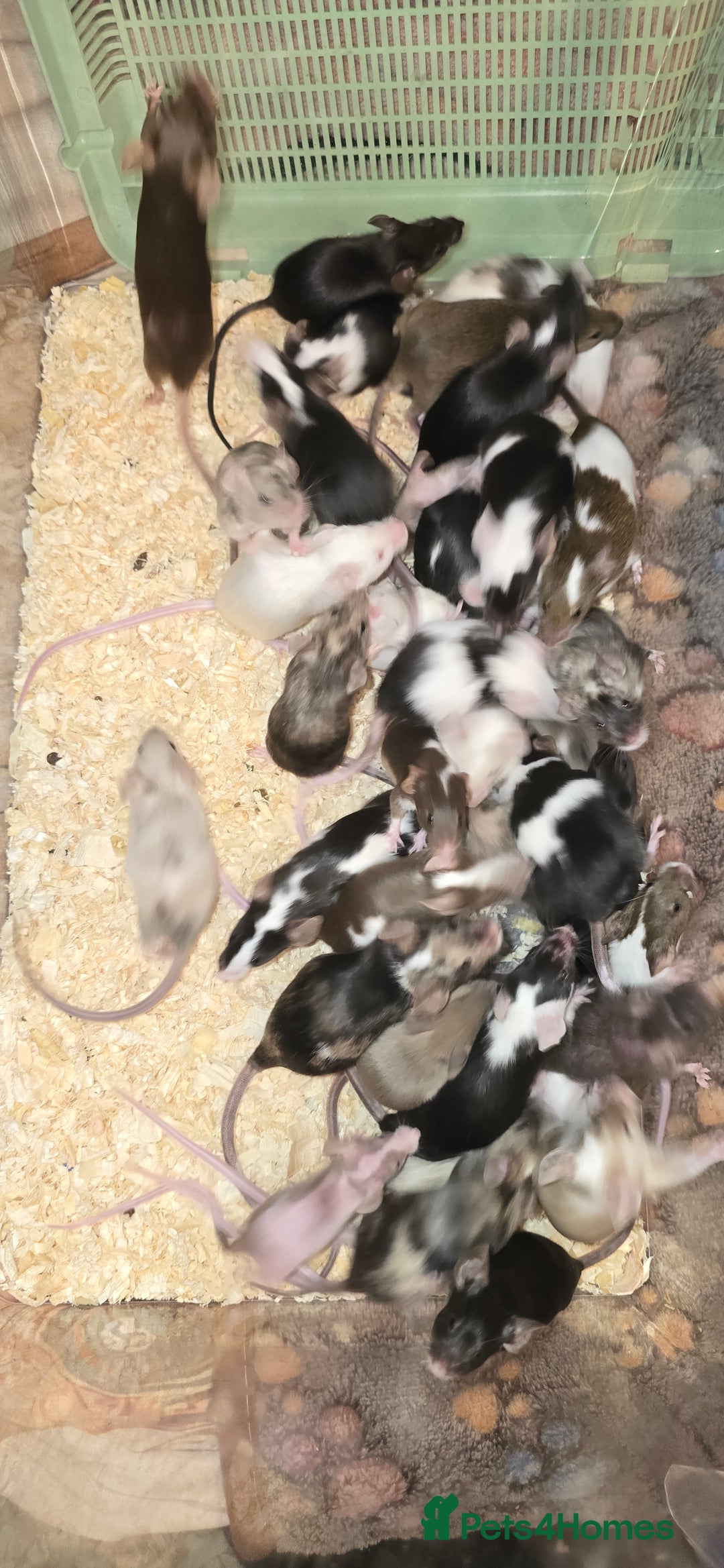 Mouse rodents for sale: Baby Fancy Mice, Mostly Females - Advert 2