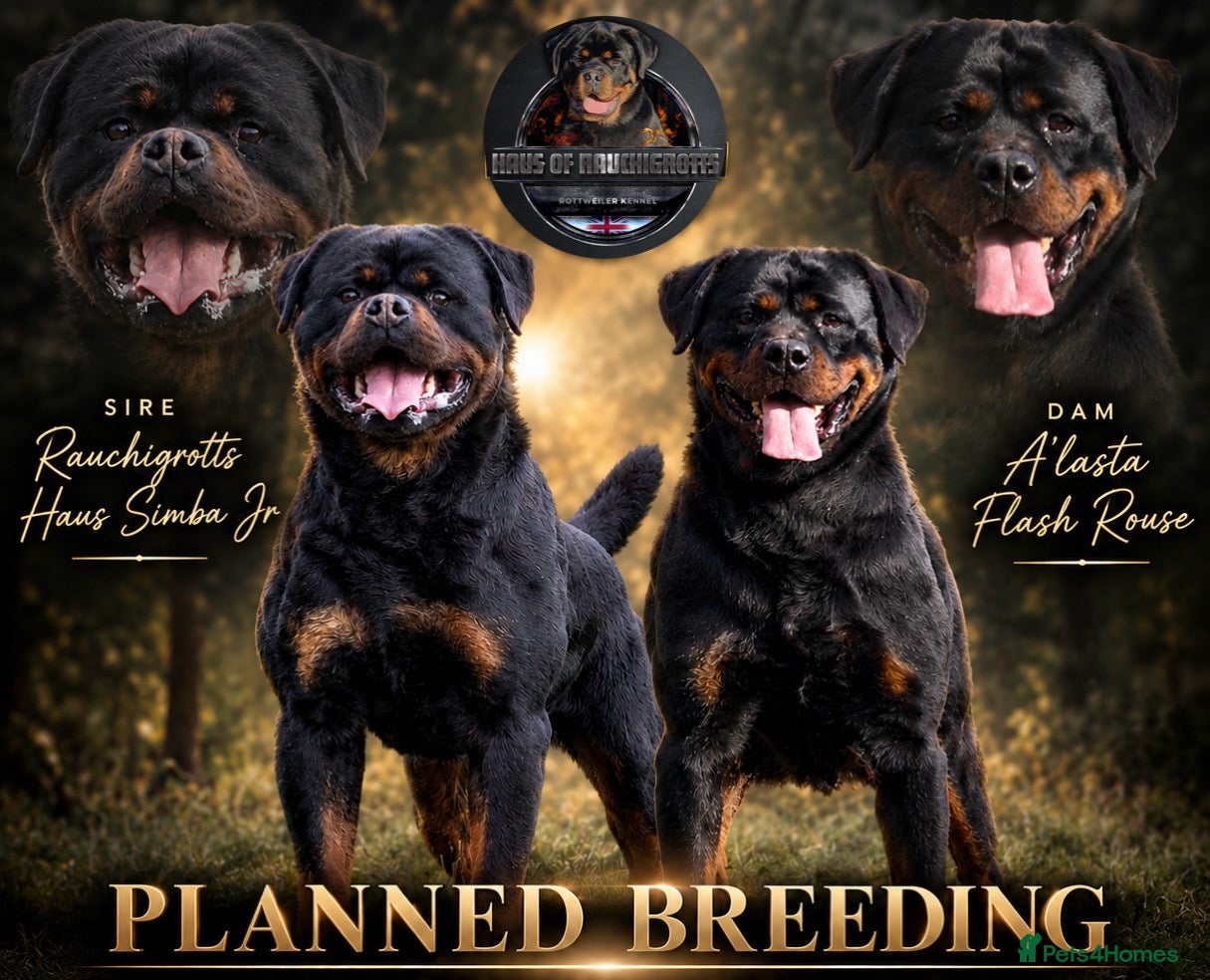 Rottweiler dogs Outstanding Rottweiler Litter Of 6 Beautiful Boys - Advert 1