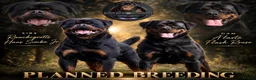 Rottweiler dogs for sale: Outstanding Rottweiler Litter Of 6 Beautiful Boys - Advert 1