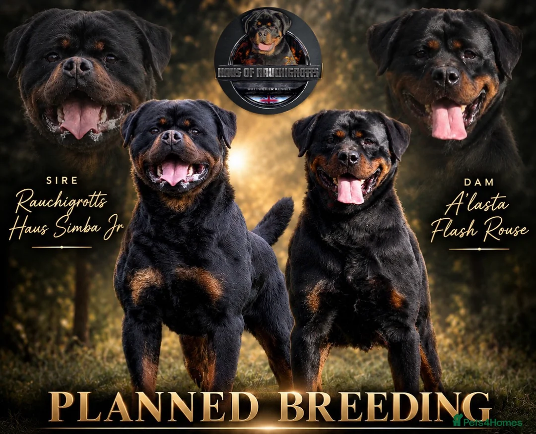 Rottweiler dogs for sale: Outstanding Rottweiler Litter Of 6 Beautiful Boys - Advert 1