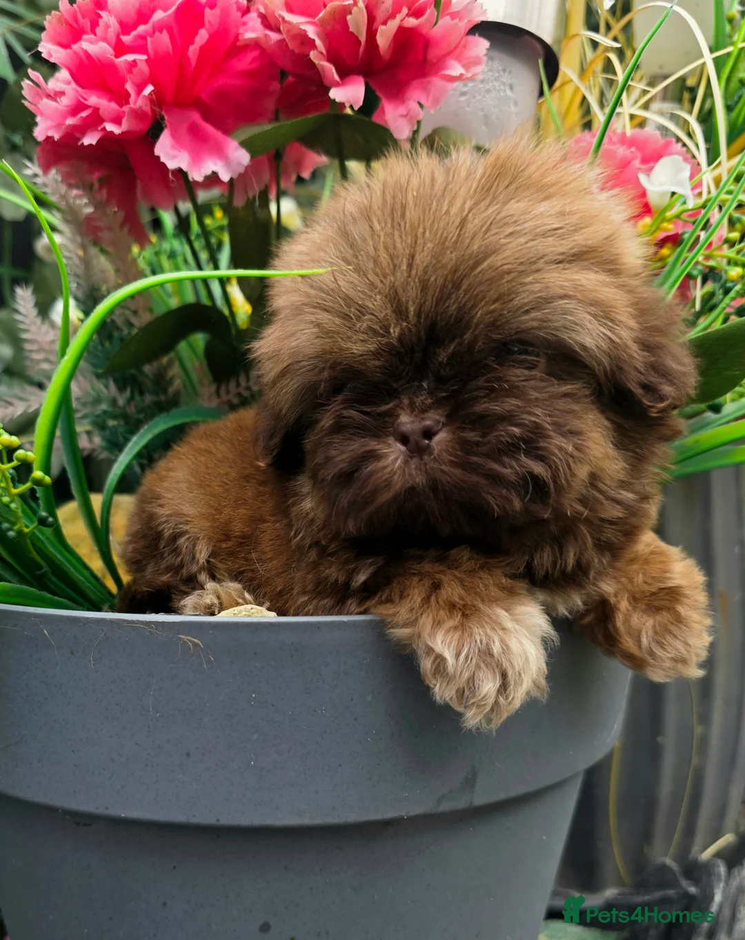 Shih Tzu dogs for sale: Beautiful Shihtzu boys chocolate sable choc parti - Advert 28