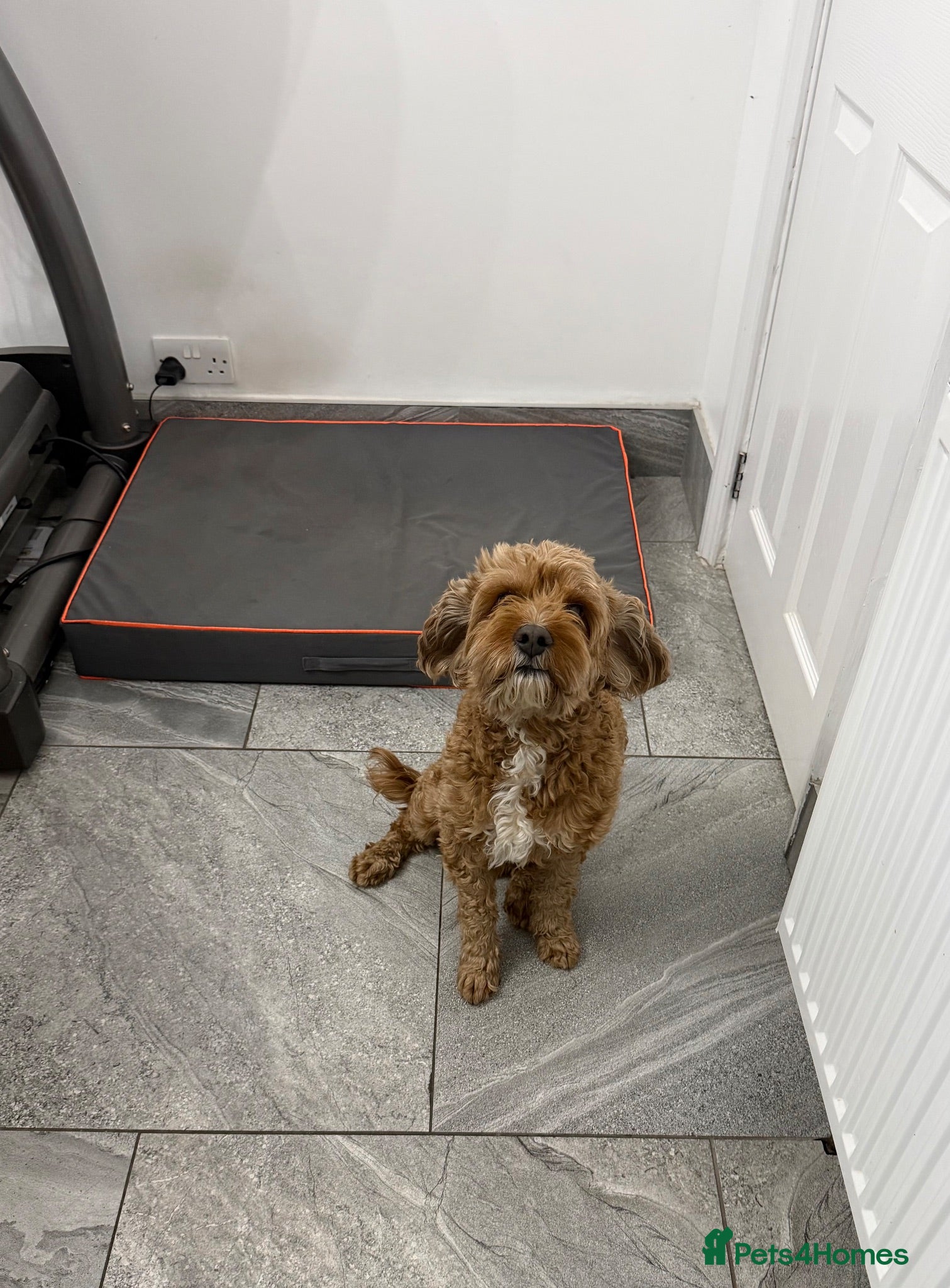 Cavapoo dogs Rehoming our lovely cavapoo Rex - Advert 1