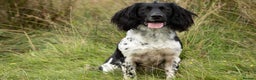 English Springer Spaniel dogs for stud: AT STUD  in Warminster - Advert 3