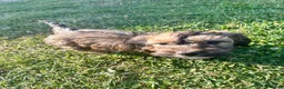 Cockapoo dogs for sale: Gorgeous F1 Cockapoo Puppies 🩷 - Advert 19