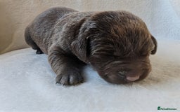 Labrador Retriever dogs for sale: Chocolate Labrador pups  - Image 11
