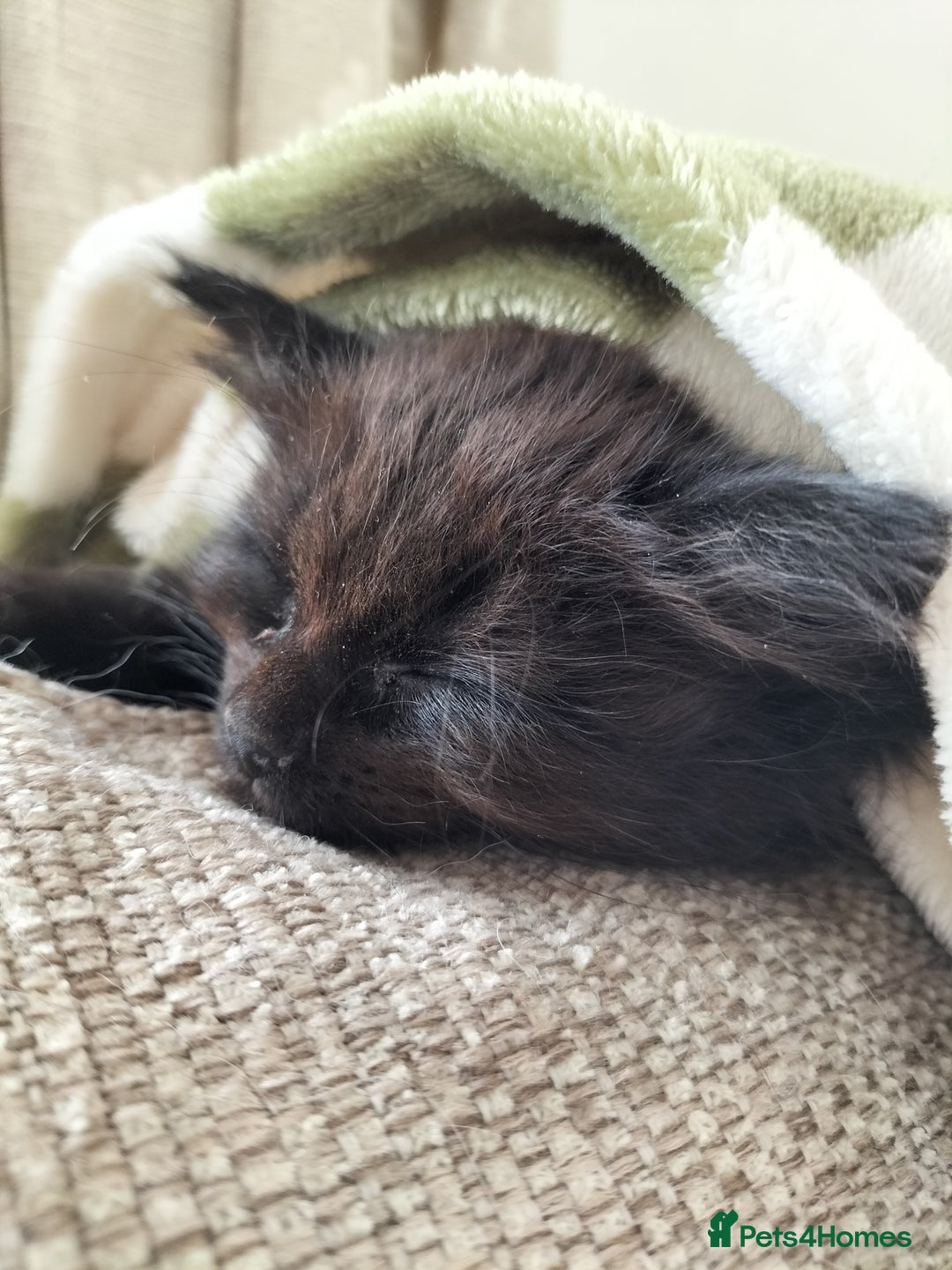 Mixed Breed cats for sale: Fluffy Female Kitten - Image 3