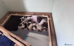 English Springer Spaniel dogs for sale: English working Springer Spaniel puppies for sale  - Image 23
