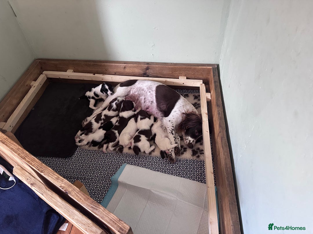 English Springer Spaniel dogs for sale: English working Springer Spaniel puppies for sale  - Image 23