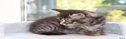 Mixed Breed cats for sale: Tabby Kittens Ready SOON - Advert 27