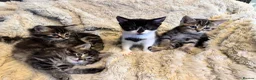 Mixed Breed cats for sale: 4 Beautifully marked mixed bread kittens  in Cardiff - Advert 7