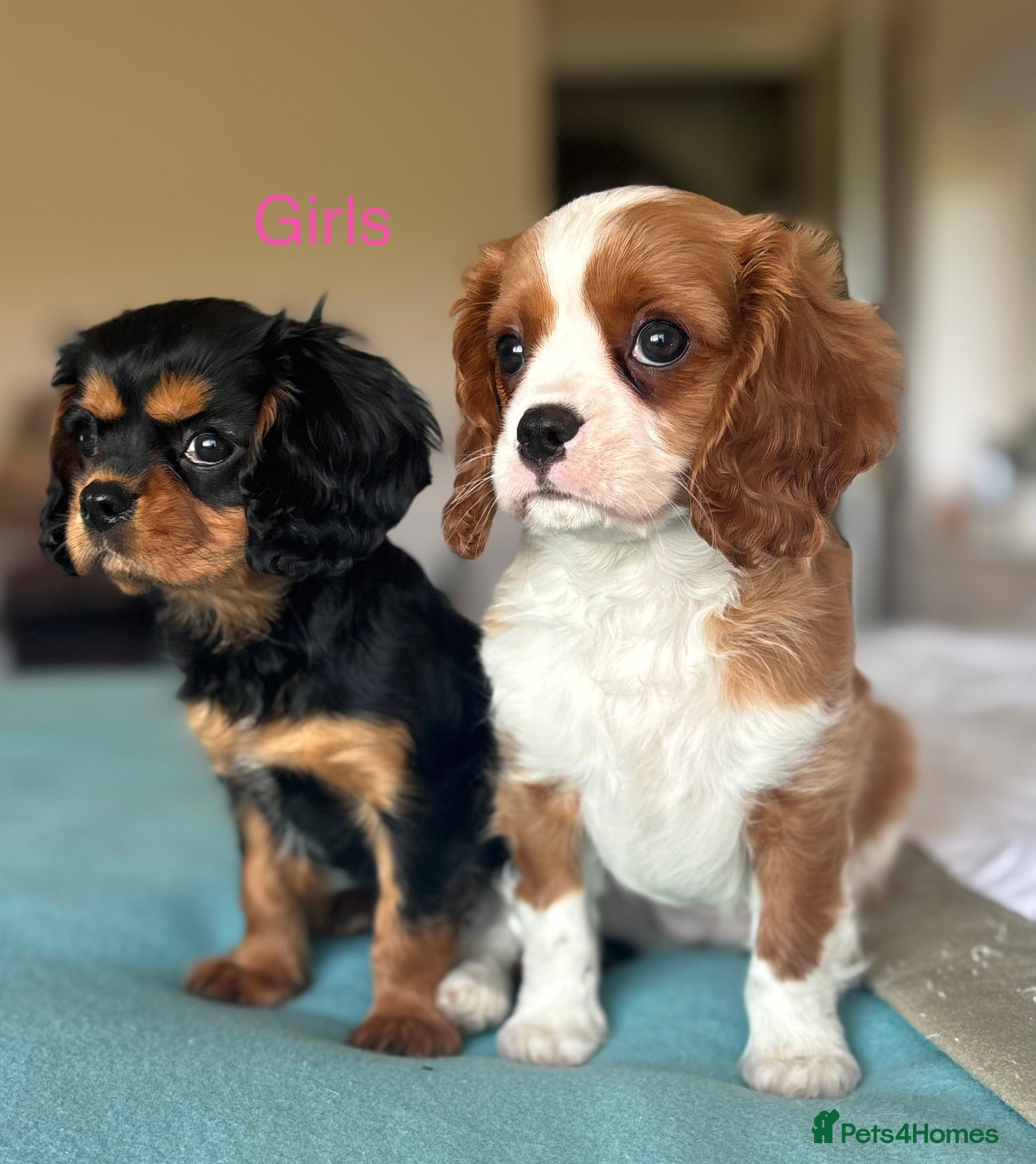 Cavalier King Charles Spaniel dogs 🐾KC reg,Extensively health tested Cavalier pups🐾 - Advert 1