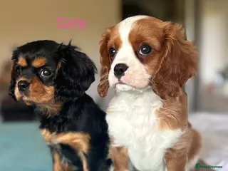 Cavalier King Charles Spaniel dogs 🐾KC reg,Extensively health tested Cavalier pups🐾 - Advert 4