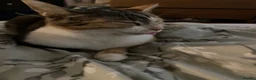 Mixed Breed cats for sale: Kittens -Ready now - Advert 3