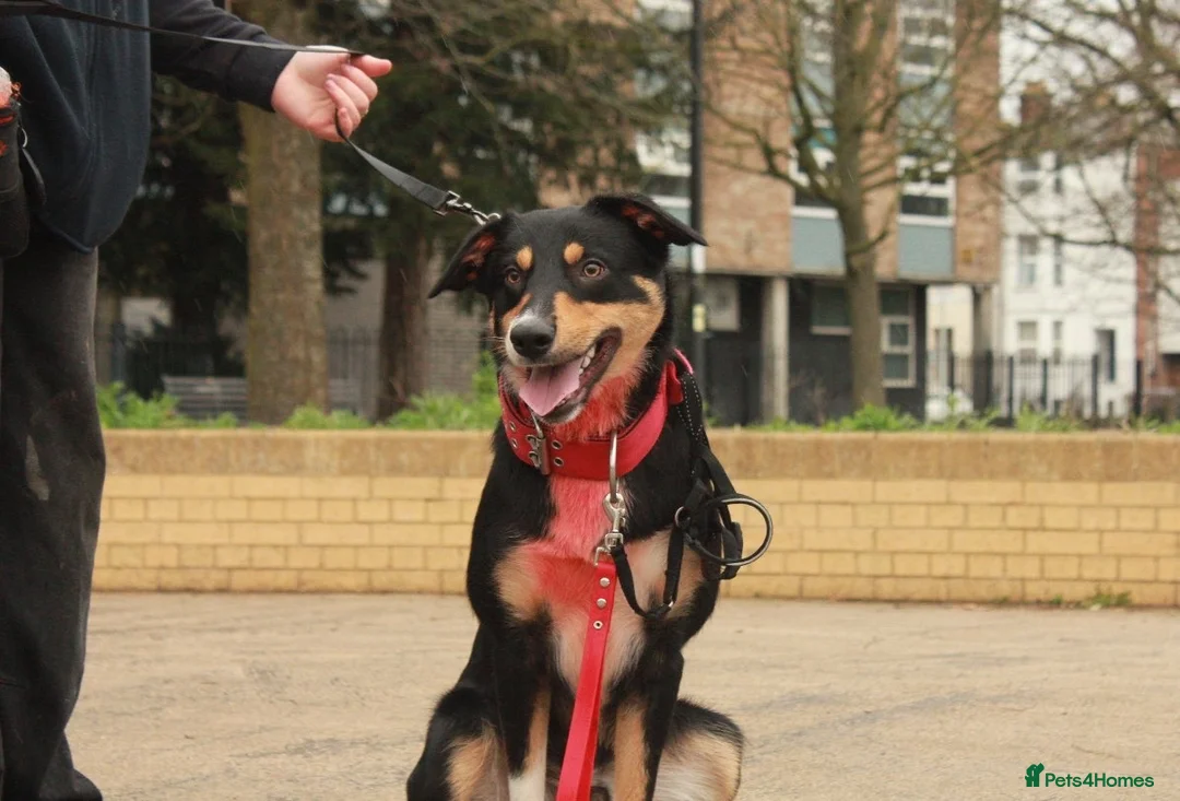 Mixed Breed dogs for sale: Draco 1 year old border collie (13month old) in Preston - Advert 2