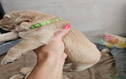 Golden Retriever dogs for sale: Lovely Golden Retriever puppies ❤️  - Image 8