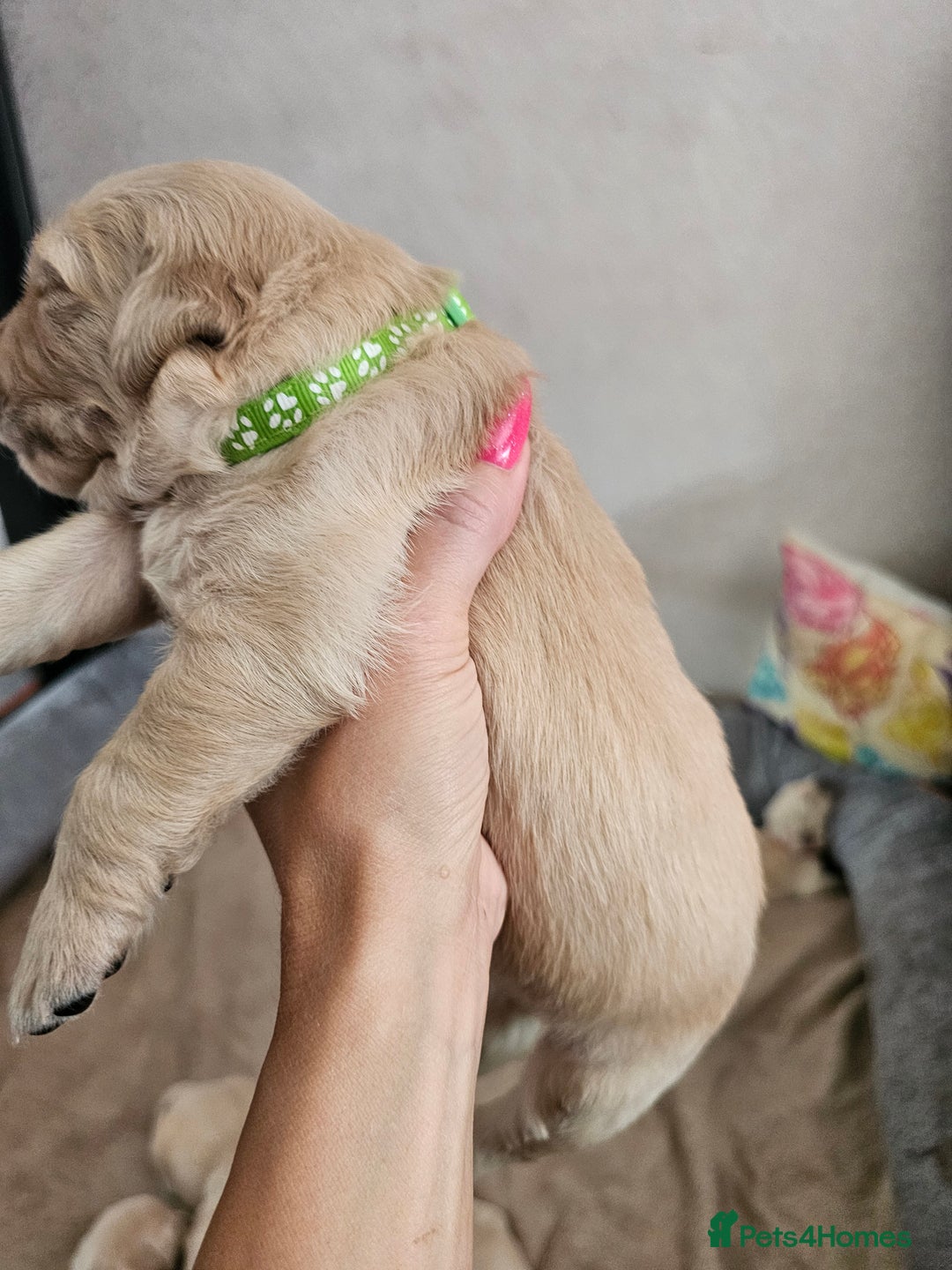 Golden Retriever dogs for sale: Lovely Golden Retriever puppies ❤️  - Image 8