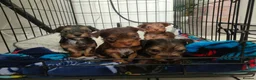 Yorkshire Terrier dogs for sale: Miniature Yorkie  in Nottingham - Advert 4