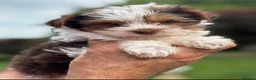 Yorkshire Terrier dogs for stud: Gorgeous Health test Ocean Pearl Yorkshire Terrier - Advert 9
