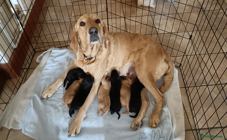Labrador Retriever dogs - Advert 1