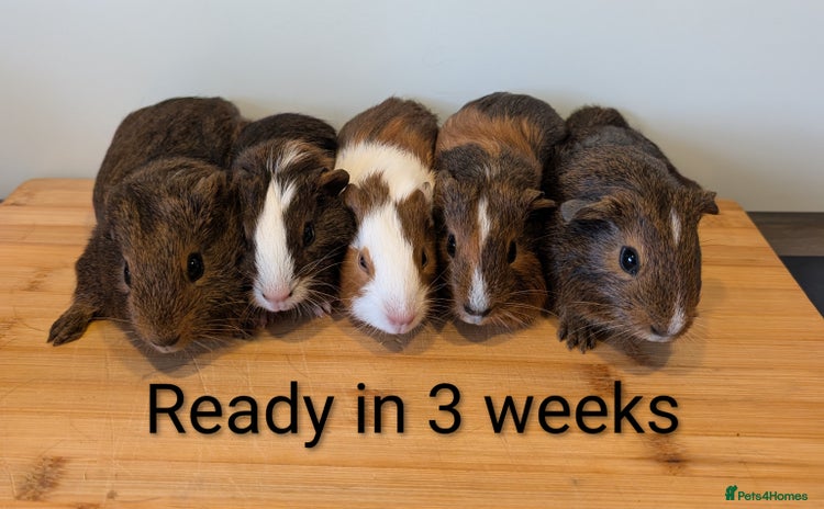 Guinea Pig rodents - Advert 15