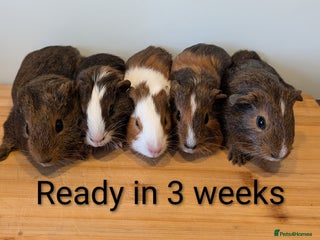 Guinea Pig rodents - Advert 32