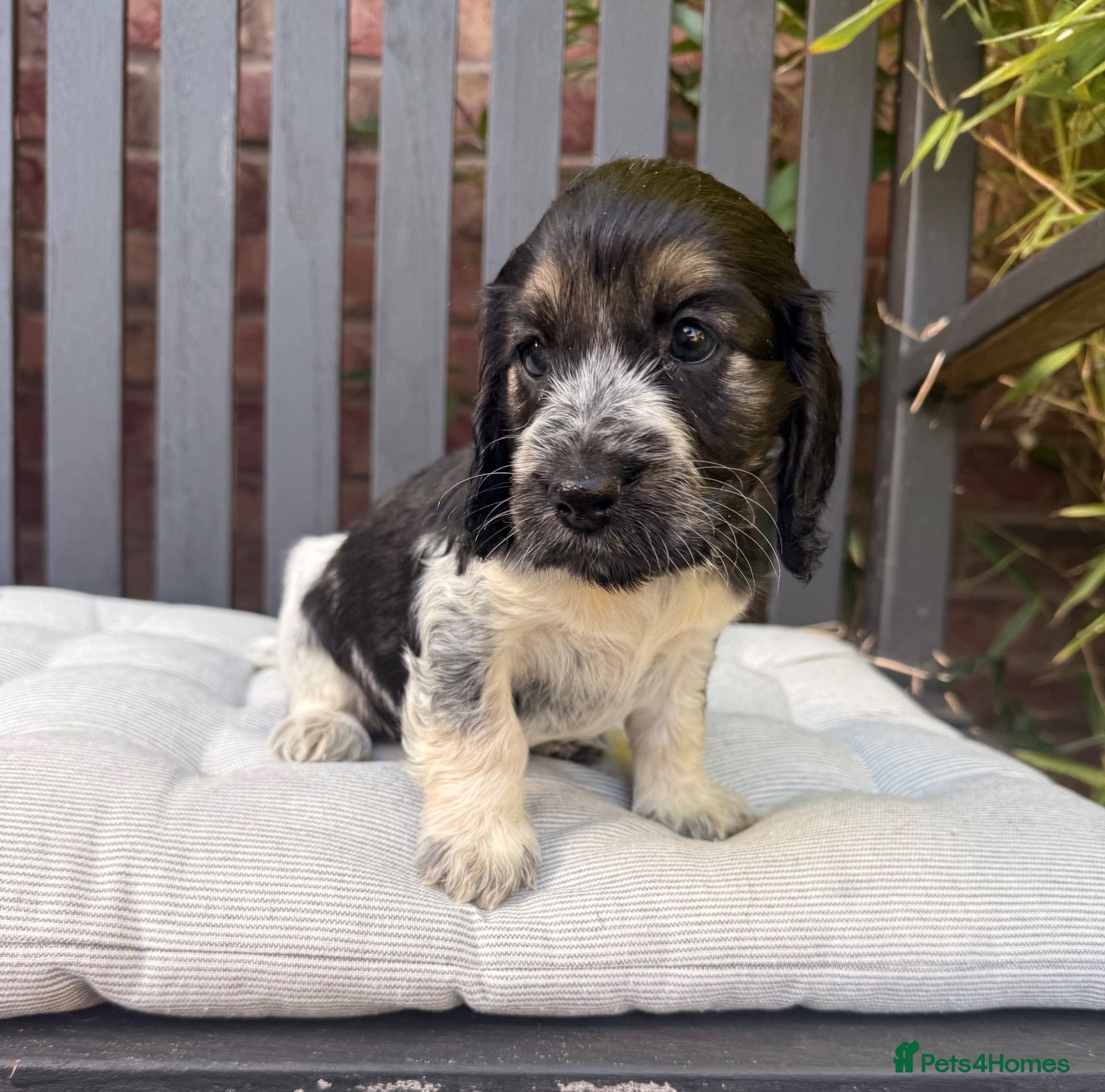Cocker Spaniel dogs Show Cocker Spaniel puppies  - Advert 2