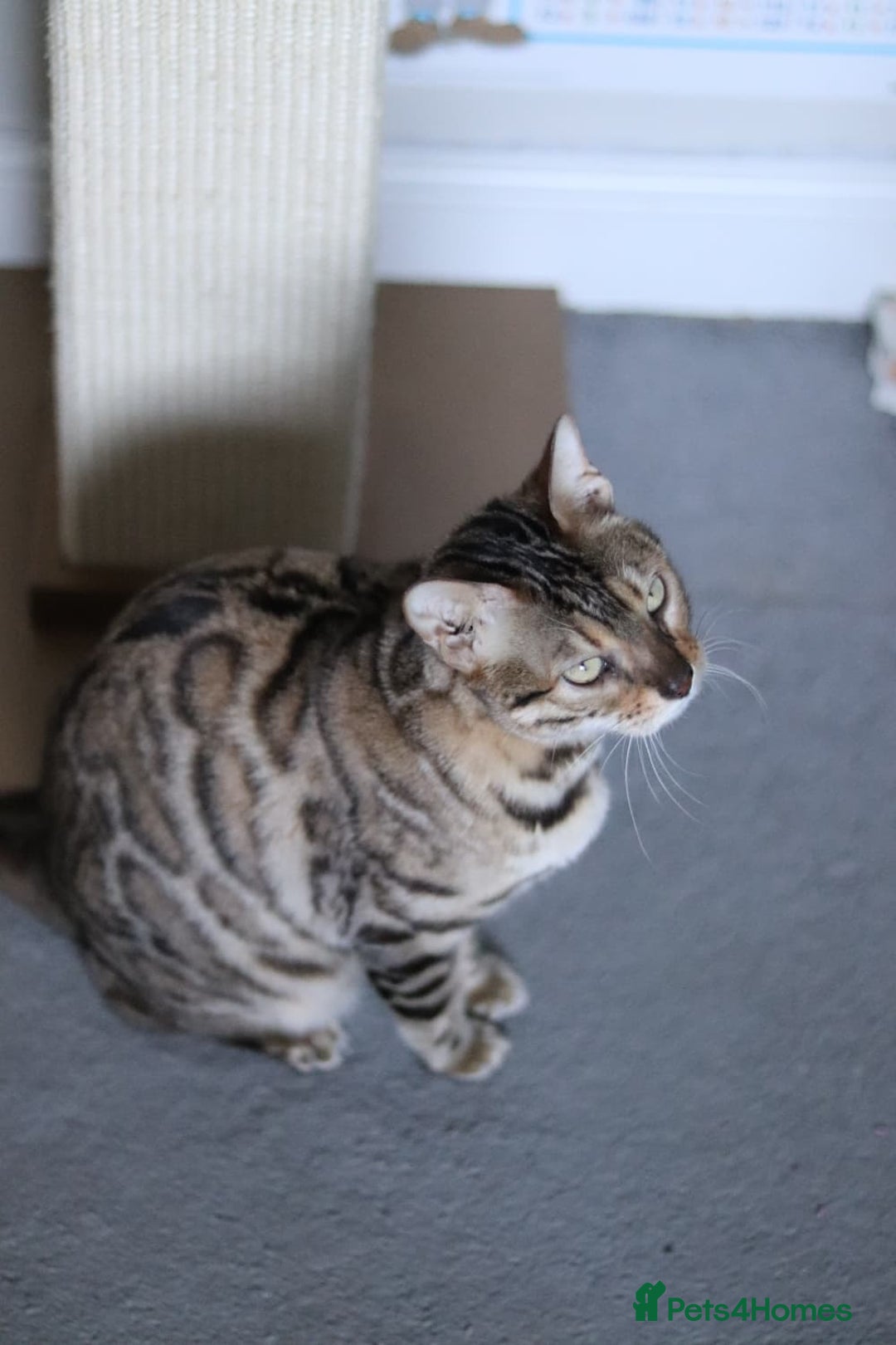 Bengal cats for sale: Imported Seal Sepia Bengal Queen– Proven – Active - Advert 17