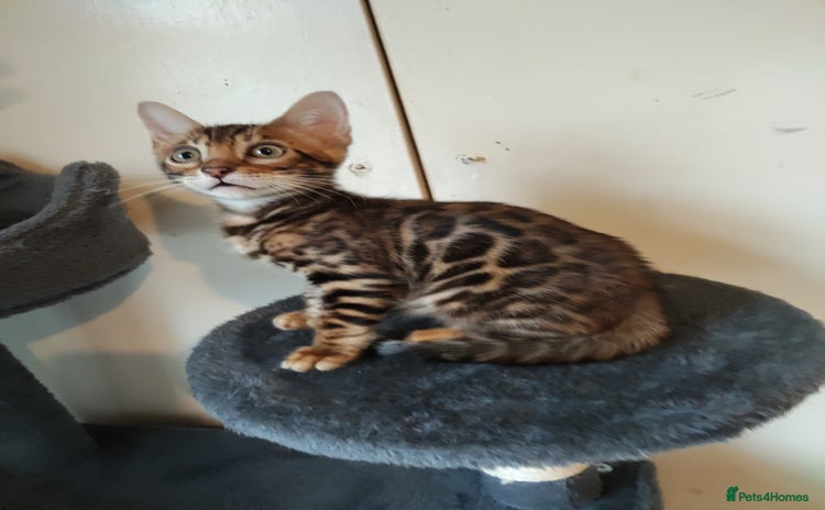 Bengal cats - Advert 8
