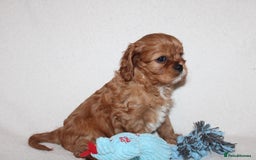 Cavalier King Charles Spaniel dogs for sale: Gorgeous Cavalier King Charles Spaniel puppies - Image 16