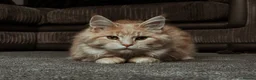 Maine Coon cats for sale: 🧡 Two Male Maine Coon Babies🧡 - Advert 16