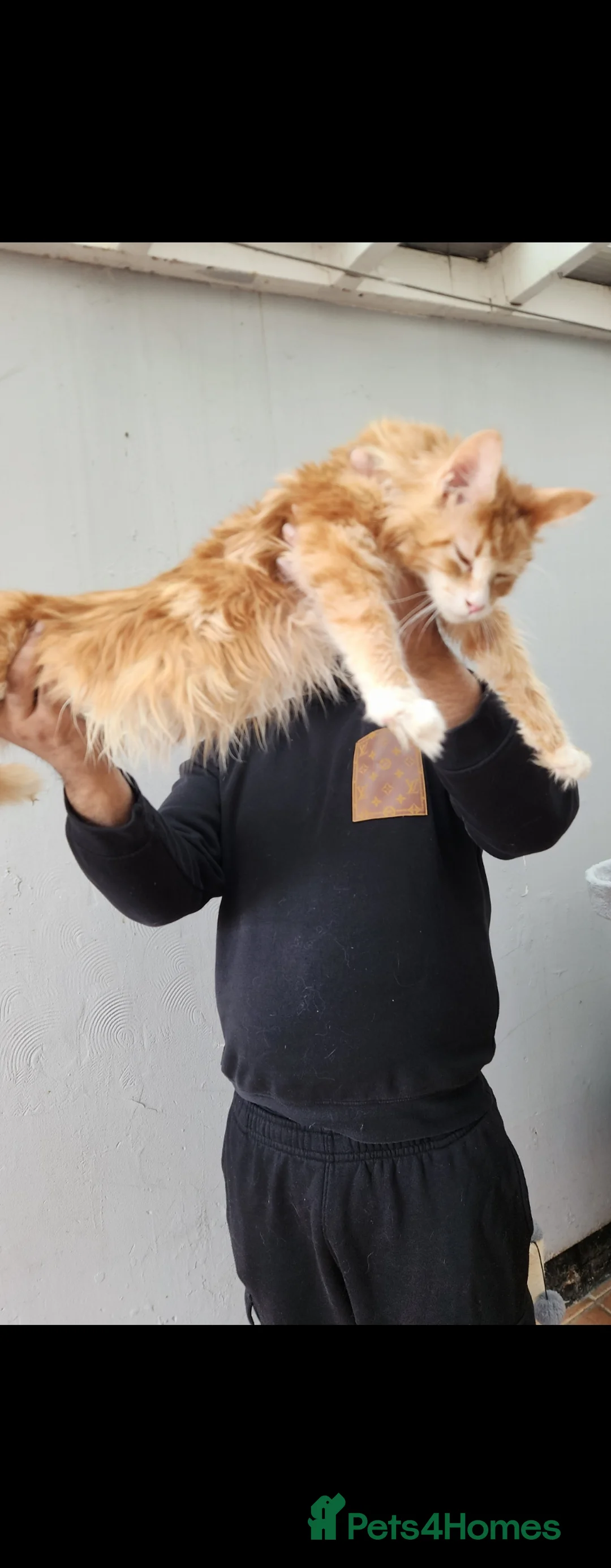 Maine Coon cats for sale: STUNNING XL MAINECOON CUB - Advert 2