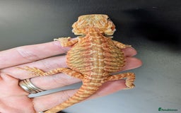 Bearded Dragon reptiles for sale: Baby Bearded Dragons ready now.  - Image 7