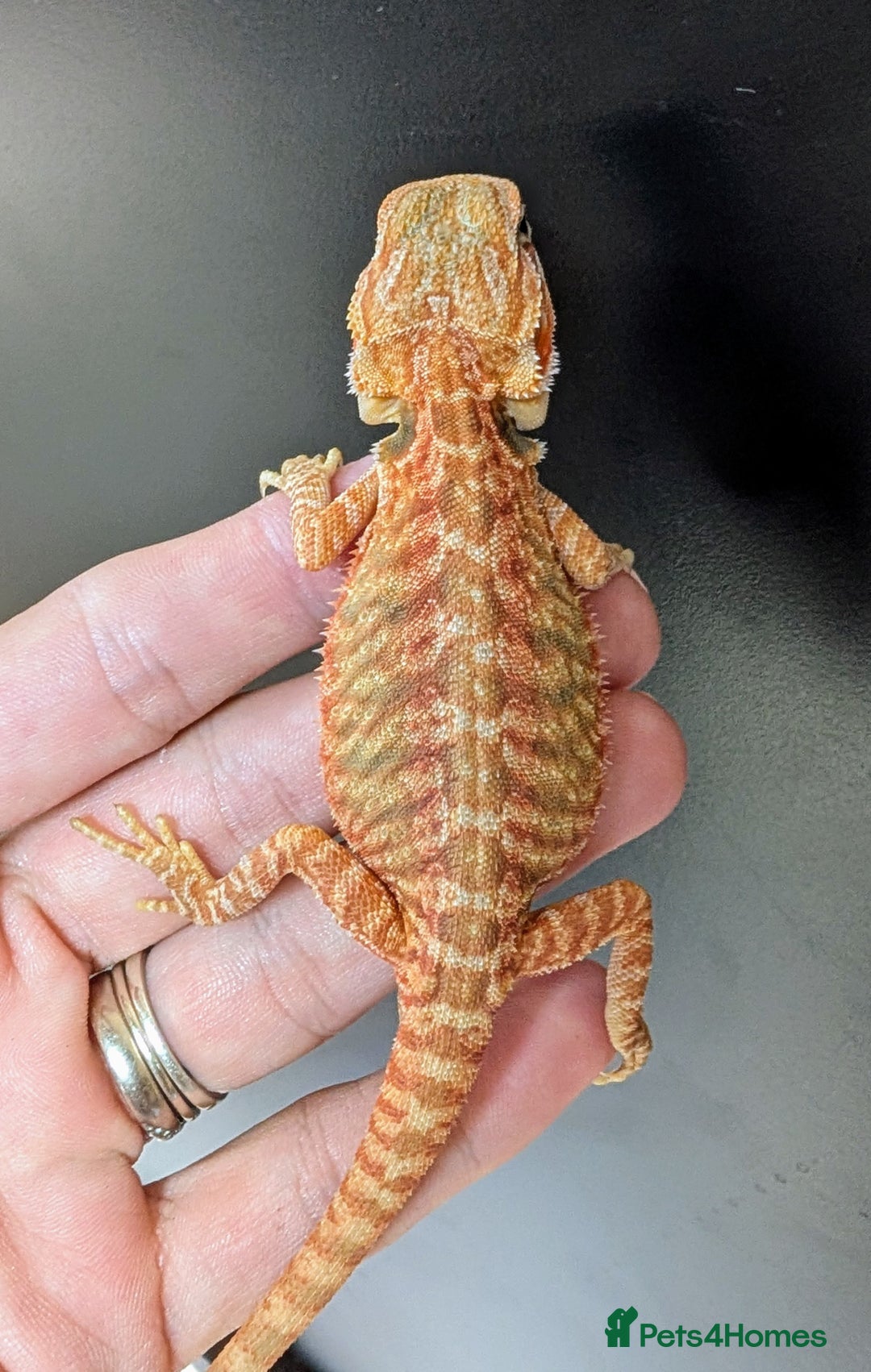 Bearded Dragon reptiles for sale: Baby Bearded Dragons ready now.  - Image 7