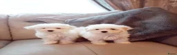 Maltese dogs for sale: Beautiful Maltese Boy Hypoallergenic - Advert 11