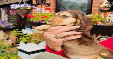 Cocker Spaniel dogs - Advert 12