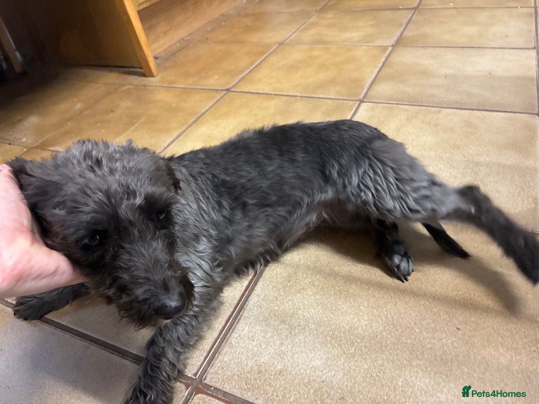 Jackapoo dogs for sale: Jackadoodles - Advert 1